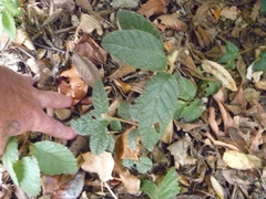 Pomaderris apetala maritima