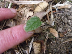Pomaderris apetala maritima