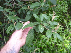 Pomaderris apetala maritima