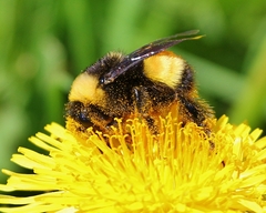 Bombus terricola image