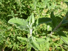 Cistus creticus eriocephalus