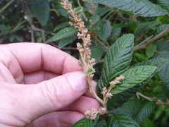 Pomaderris apetala maritima