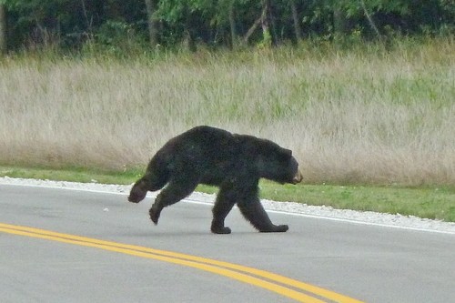 American Black Bear photographed in Ohio