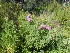 Cistus creticus eriocephalus