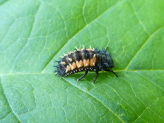 Harmonia axyridis