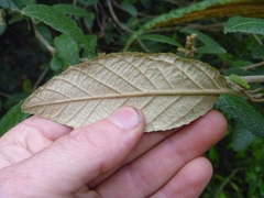 Pomaderris apetala maritima