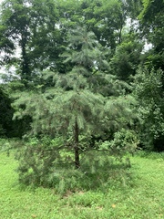 Pinus pungens