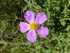 Cistus creticus eriocephalus