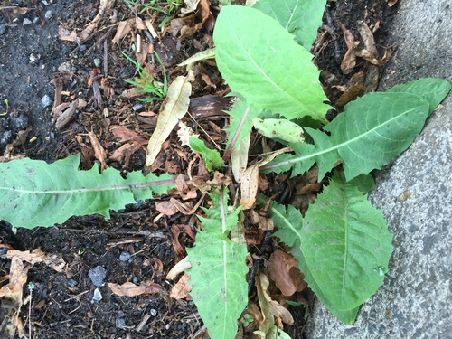 photo of Dandelions (Taraxacum)