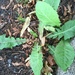 photo of Dandelions (Taraxacum)