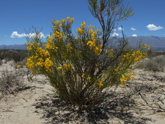 Senna crassiramea