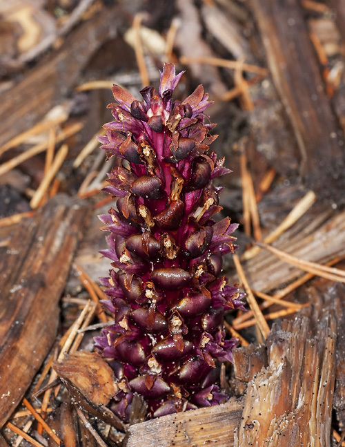 small ground-cone