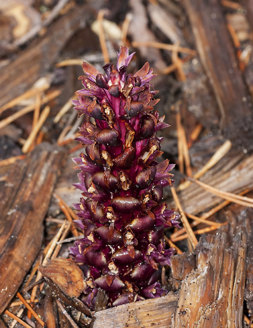 Kopsiopsis hookeri
