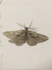 Peribatodes correptaria