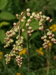 Filipendula