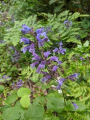 Penstemon anguineus