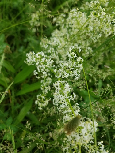 photo of Dicots (Magnoliopsida)