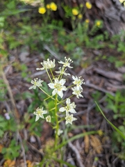 Toxicoscordion micranthum