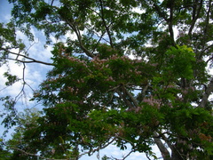 Lonchocarpus
