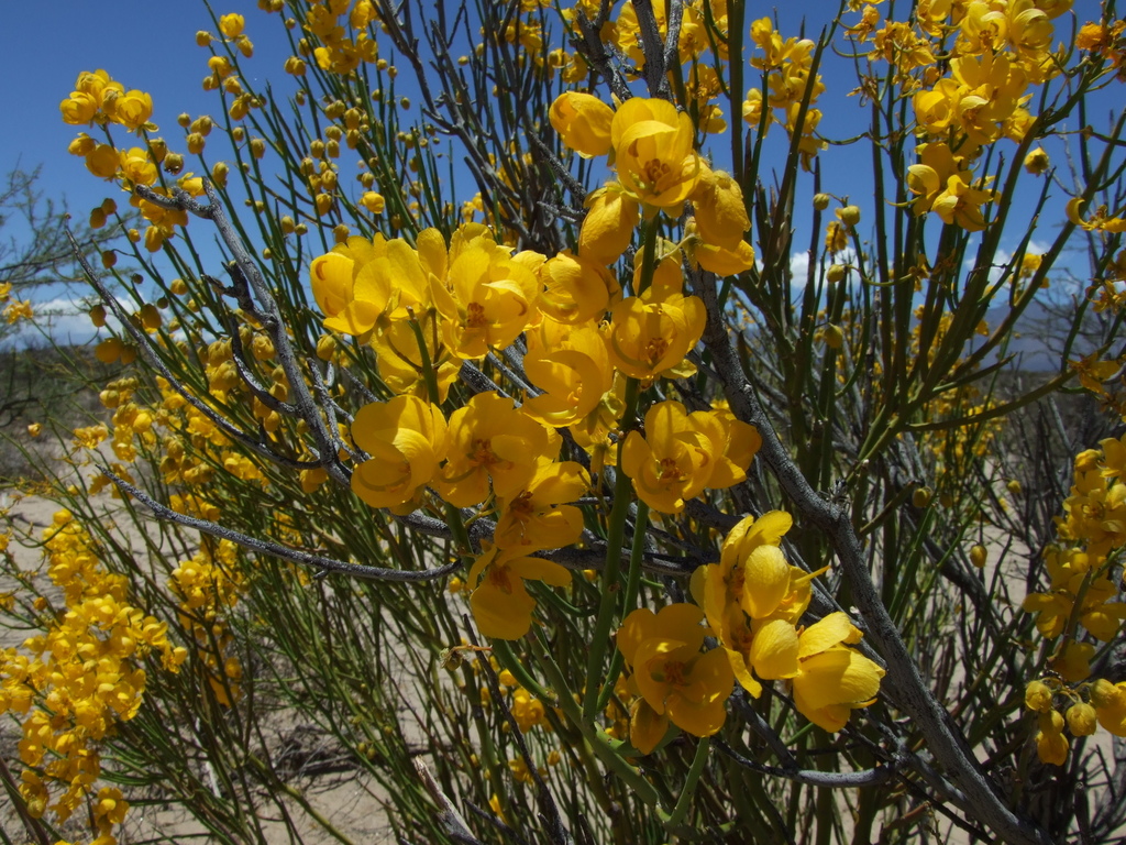 Senna crassiramea
