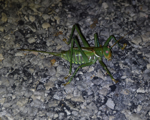 Greater Arid-land Katydid photo 5