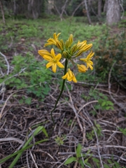 Triteleia crocea