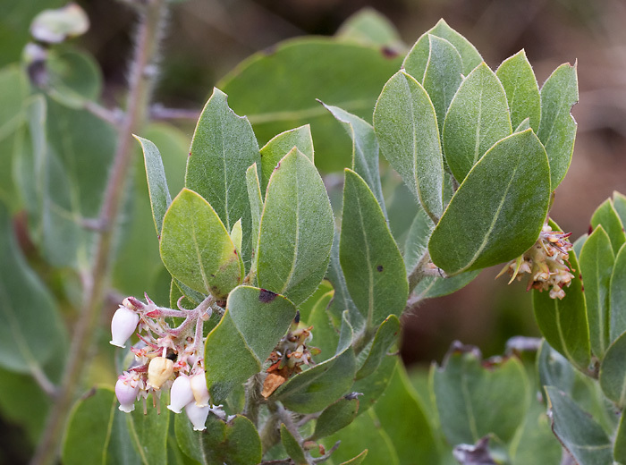 Arctostaphylos columbiana
