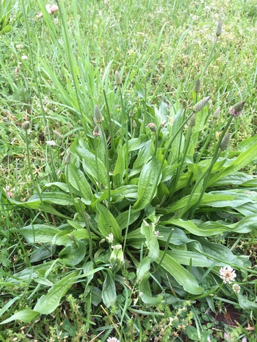 photo of Greater Plantain (Plantago major)