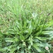 photo of Greater Plantain (Plantago major)