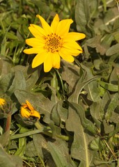 Wyethia