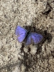 Celastrina echo