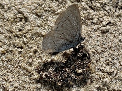 Celastrina echo