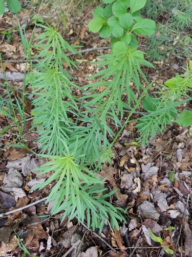 photo of Vascular Plants (Tracheophyta)