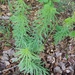 photo of Vascular Plants (Tracheophyta)