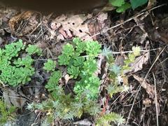 Sedum glaucophyllum