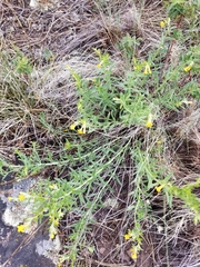 Lithospermum multiflorum
