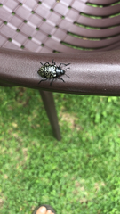 Cypherotylus californicus