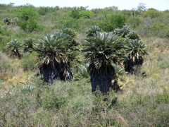 Trithrinax campestris