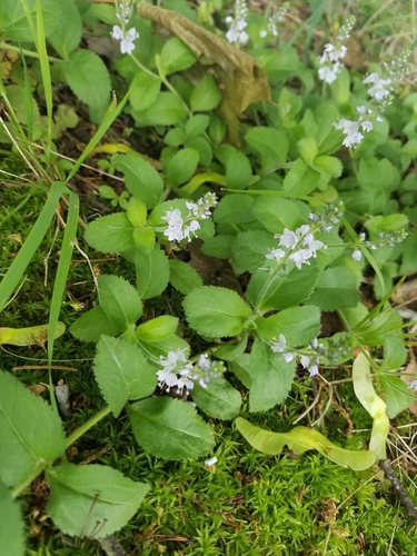 photo of Heath Speedwell (Veronica officinalis)