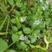 photo of Heath Speedwell (Veronica officinalis)