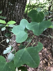 Passiflora lutea