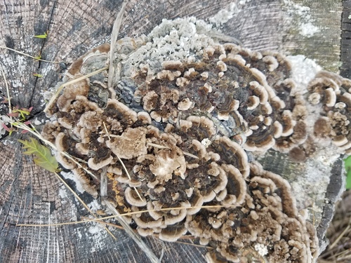 photo of Turkey-tail (Trametes versicolor)