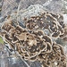 photo of Turkey-tail (Trametes versicolor)