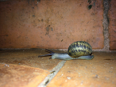 Cornu aspersum