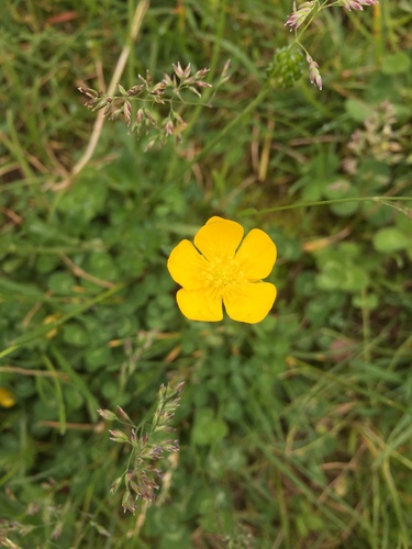 photo of Buttercups (Ranunculus)