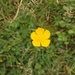 photo of Buttercups (Ranunculus)