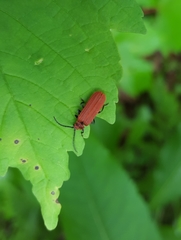 Lopheros rubens