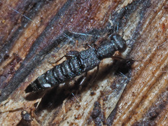 Stenus humilis