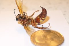 Sphecius
