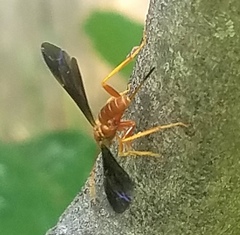 Labeninae
